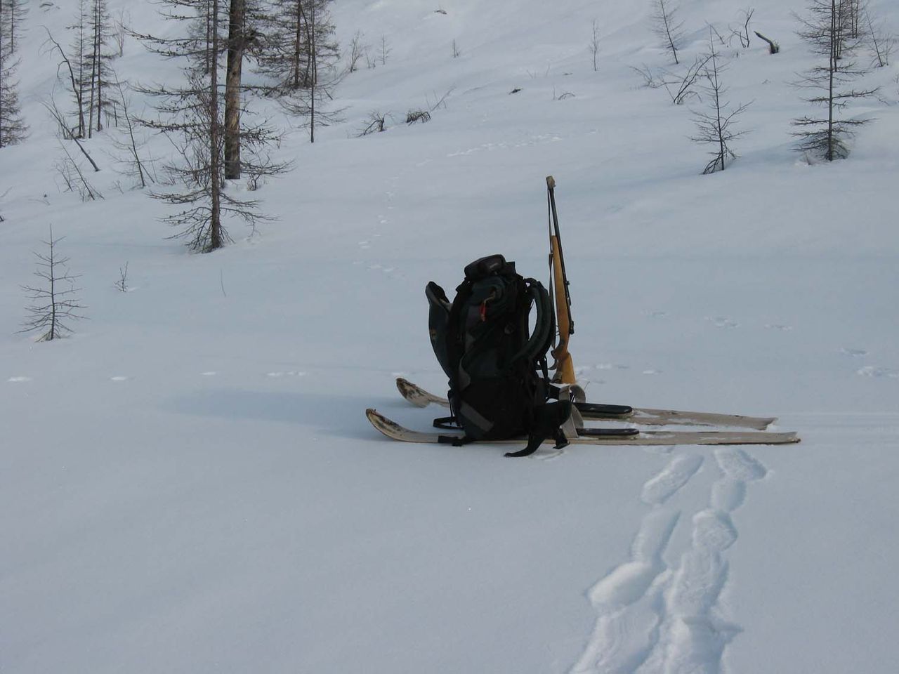 Лыжи промысловые "Таежные" осина